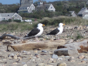 pair of gulls